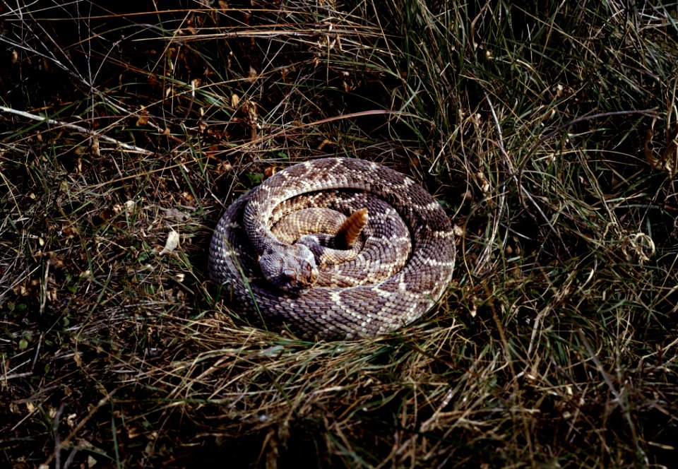 Coiled rattlesnake in brush outside San Marcos, Texas. Original image from Carol M. Highsmith’s America, Library of Congress collection.