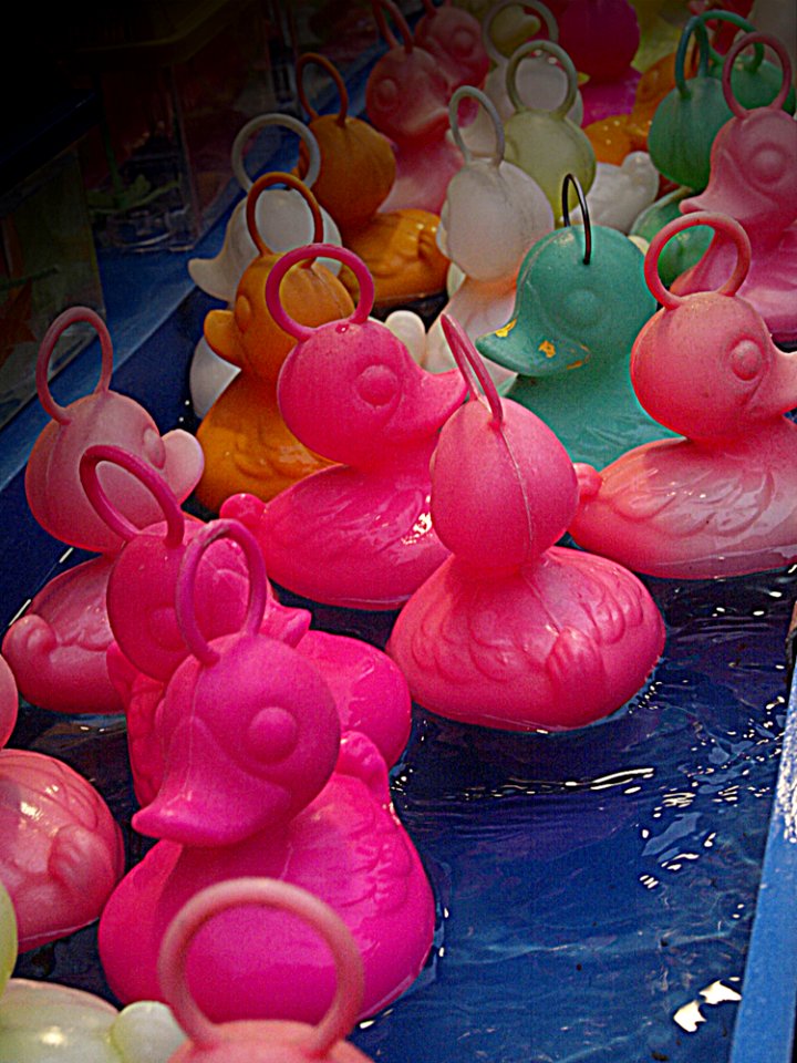 Plant Petal Organism Pink
