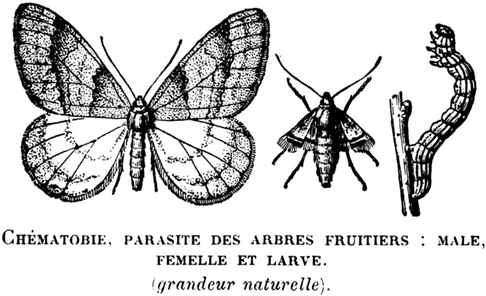Butterfly Pollinator Insect Arthropod