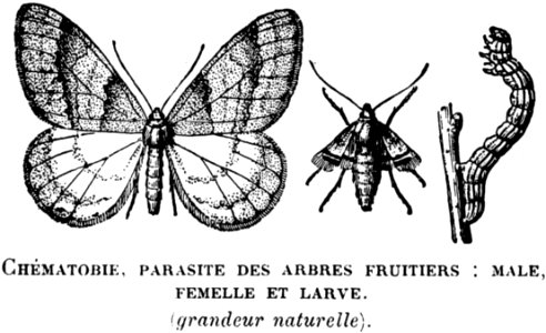 Butterfly Pollinator Insect Arthropod