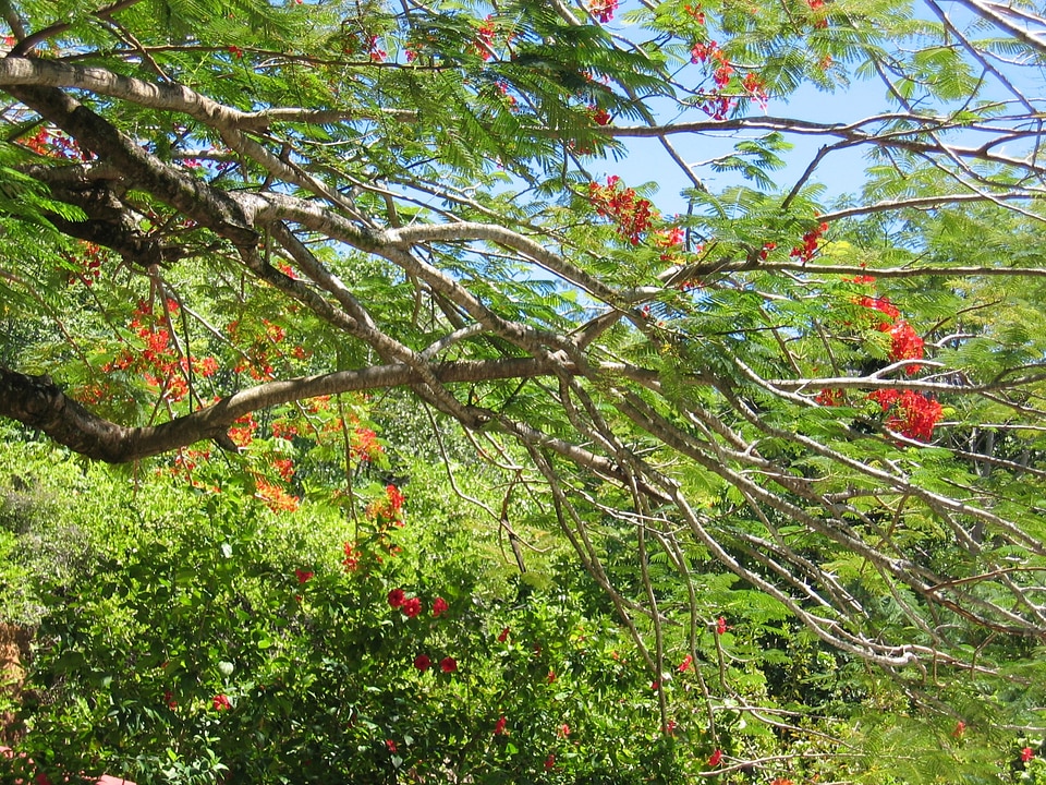 Tropical fire acacia locust bean plant
