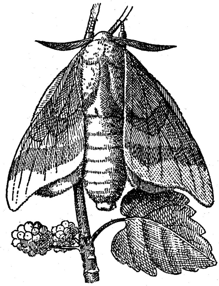 Bombyx-male
