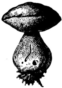 Bolet-2