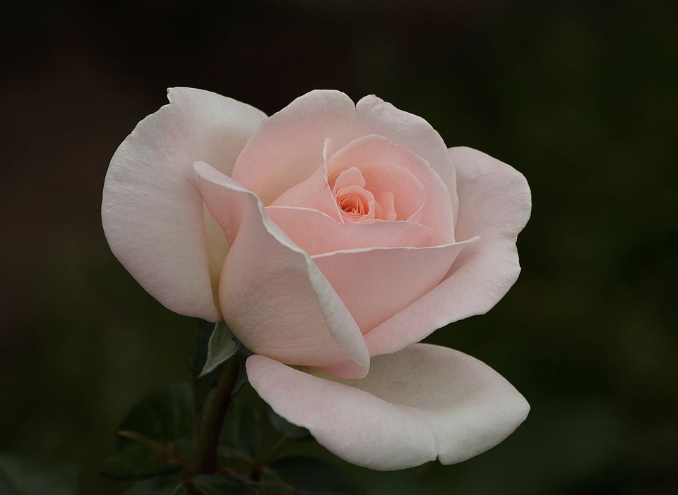 Petals petal romance