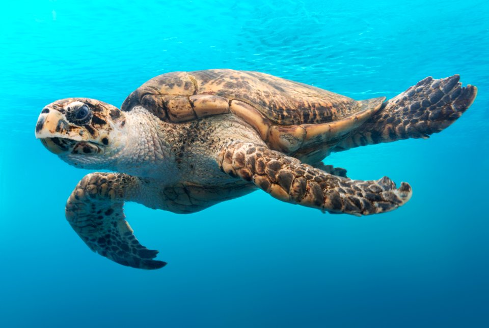 A turtle glides through the water at the Texas State Aquarium in Corpus Christi. Original image from Carol M. Highsmith’s America, Library of Congress collection.