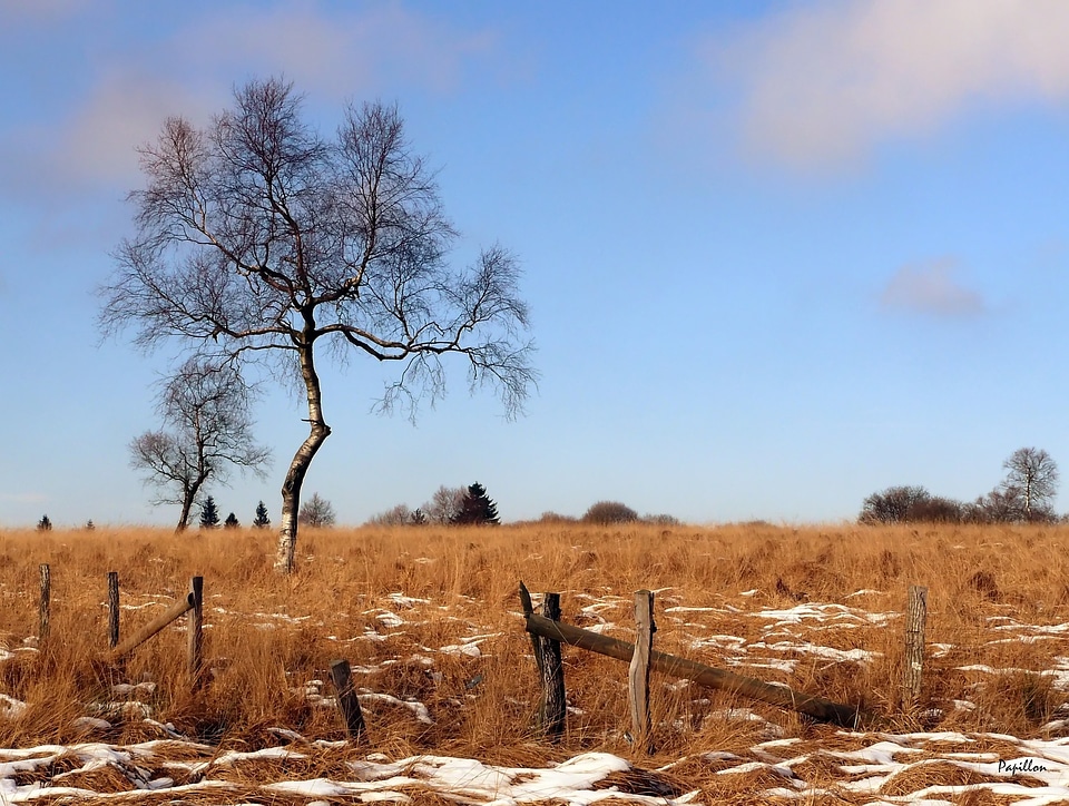 Birch landscape swampy