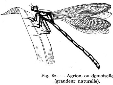 Agrion