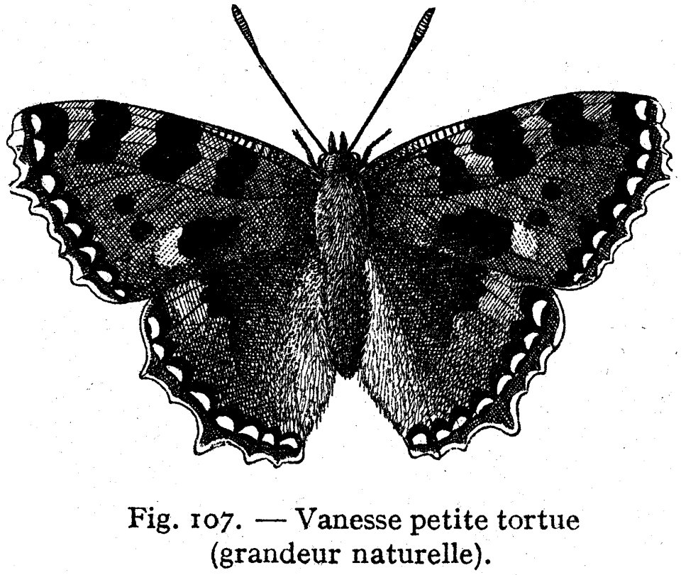 Vanesse-2
