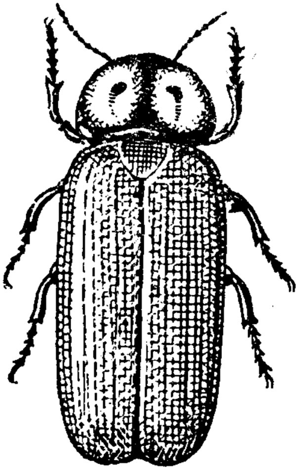 Lampyre-male