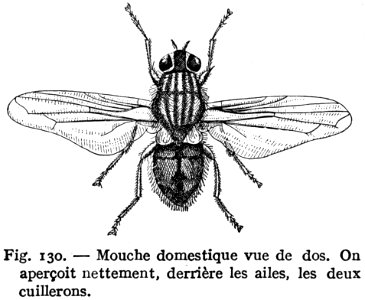 Mouche Domestique-2