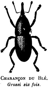 Insect Arthropod White Black