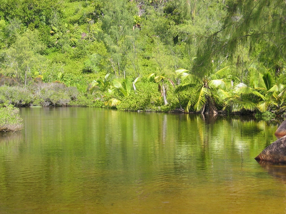 Waters palm trees seychelles