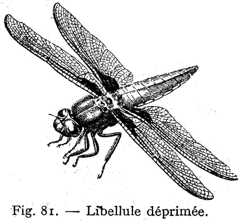 Libellule Deprimee