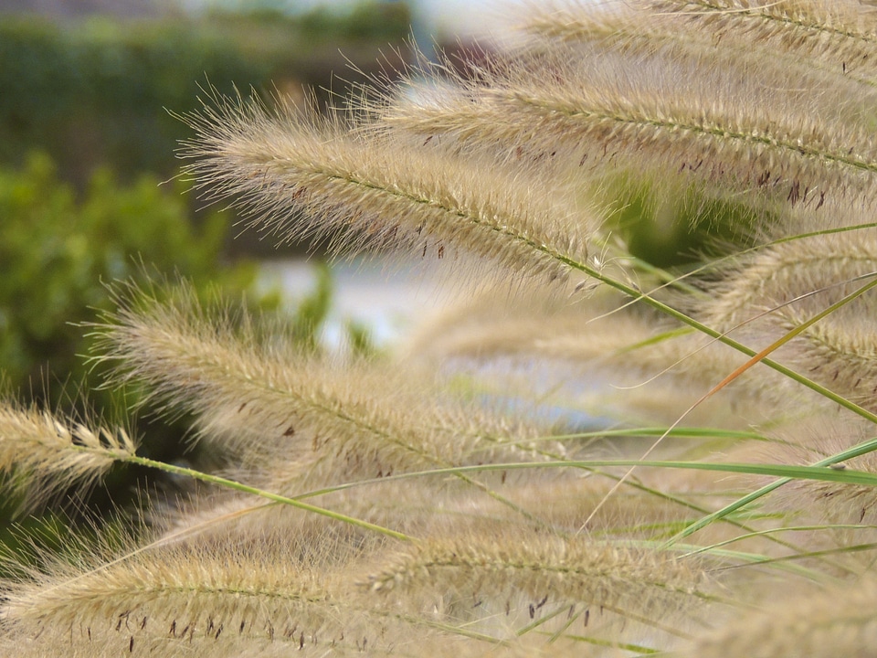 Grasses shrubs ocher