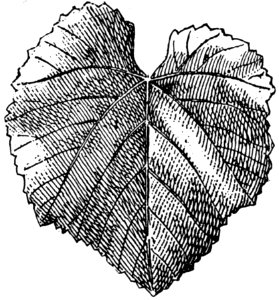 Feuille-vigne-1-OA