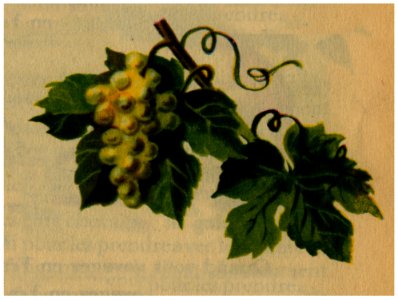 Raisin Blanc
