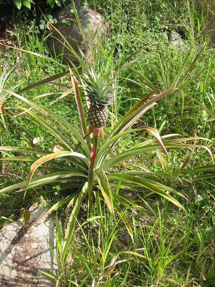 Plant exotic tropical
