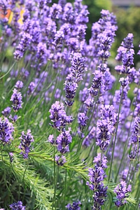 Lavender flowers nature plant photo