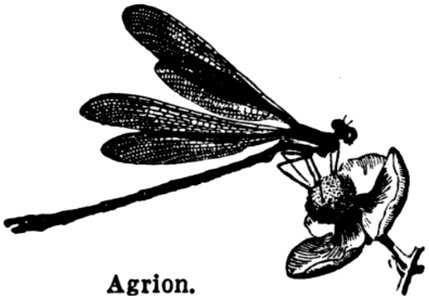 Agrion-1