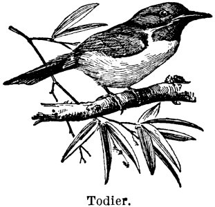 Bird Beak Line Illustration