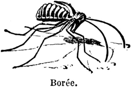 Boree