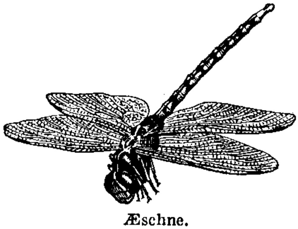 Aeschne