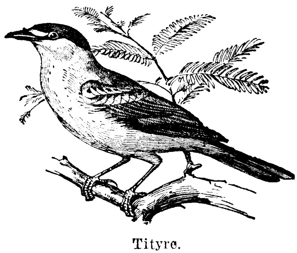 Bird Beak Painting Twig