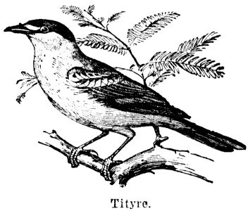 Bird Beak Painting Twig
