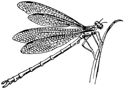 Agrion-2