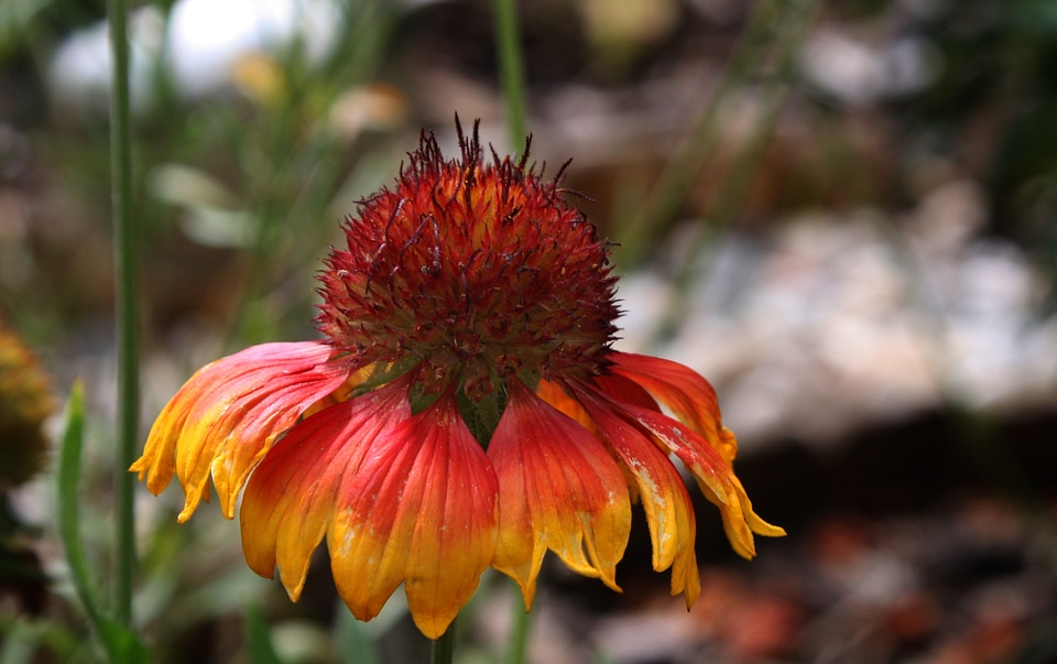 Ranke plant coneflower