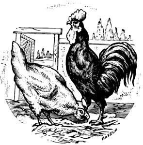 Coq-004
