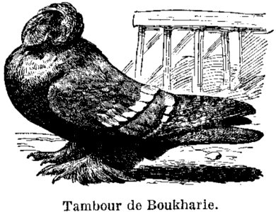 Tambour De B