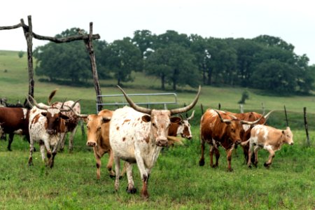 Part of the 200-head longhorn herd at the 1,800-acre Lonesome Pine Ranch, a working cattle ranch that is part of the Texas Ranch Life ranch resort near Chappell Hill in Austin County, Texas. The ranch, originally settled in 1823 by one of the "Old 300" Texas pioneers who received land grants from Stephen F. Austin, is home to quarter horses, American bison, abundant wildlife and the Texas longhorn herd. Original image from Carol M. Highsmith’s America, Library of Congress collection. photo