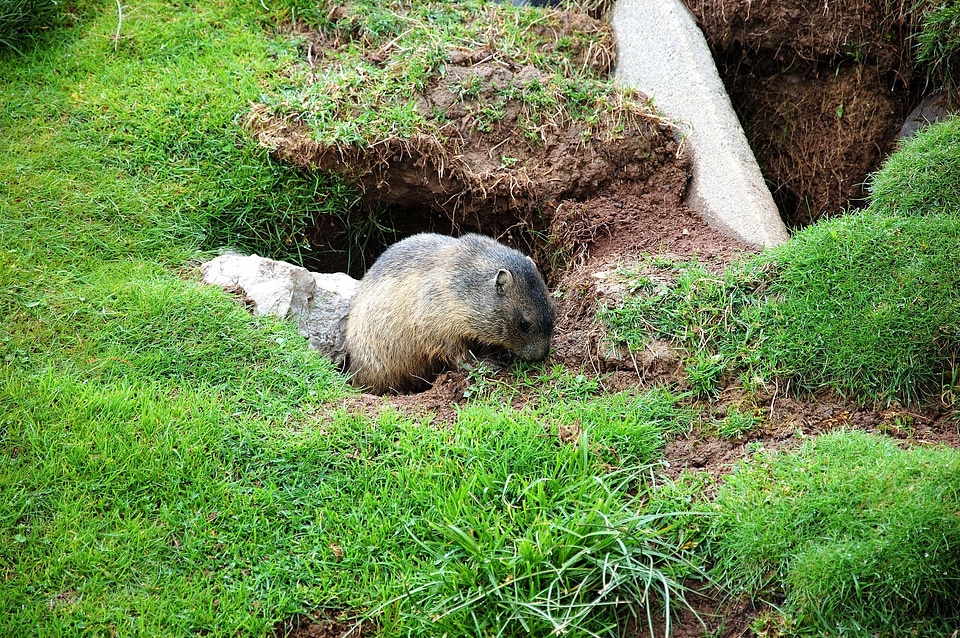 Rodents mountain meadow marmot engineering