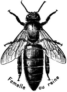 Abeille-reine-OA
