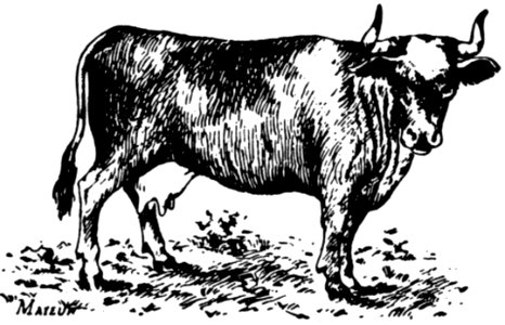 Vache-020