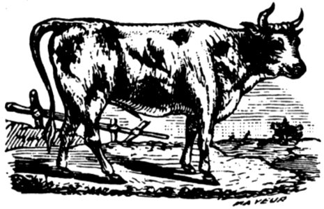 Vache-031
