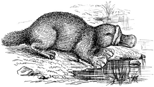 Ornithorynque-001-MO