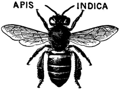 Apis-indica-OA