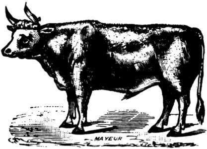 Vache-033