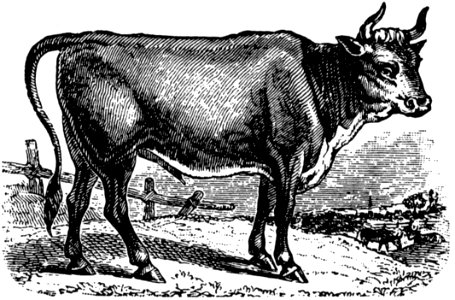 Vache-037