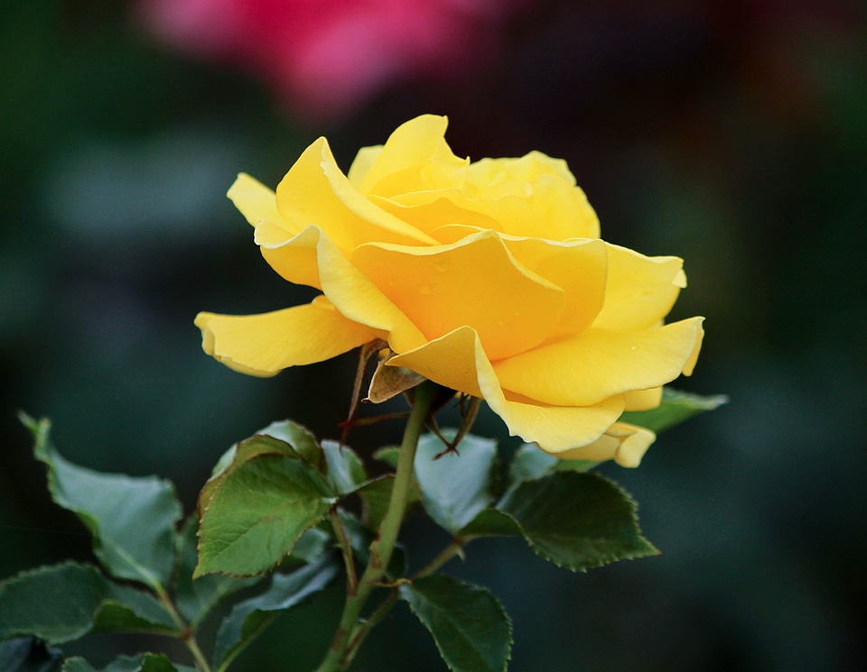 Petals fragrant blossom