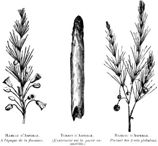Asperge-OA