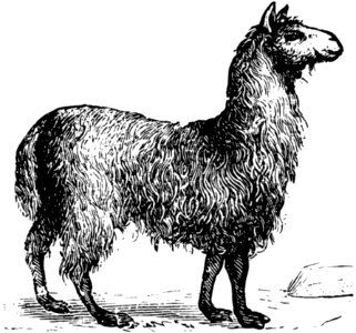 Lama-001