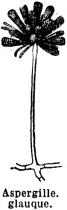 Human Body Sleeve Eyelash Twig