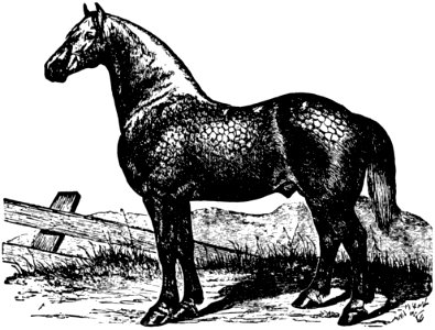 Cheval-053