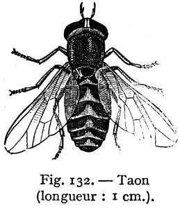 Taon