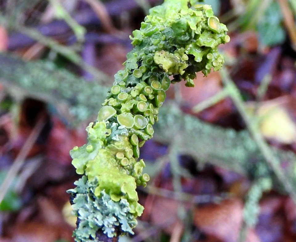 Close Up Of Algae On Branch