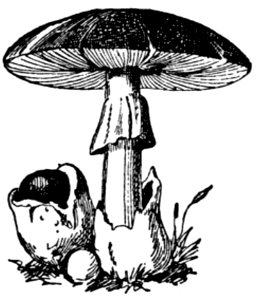 Oronge Vraie