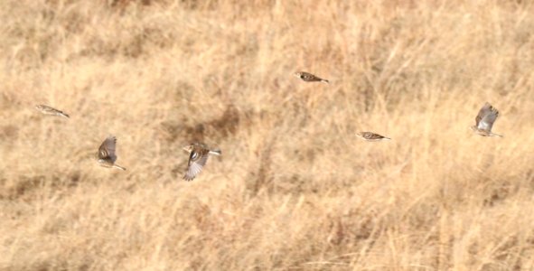 791 - CHESTNUT-COLLARED LONGSPUR (12-15-2016) San Rafael Grasslands Santa Cruz Co Az -04